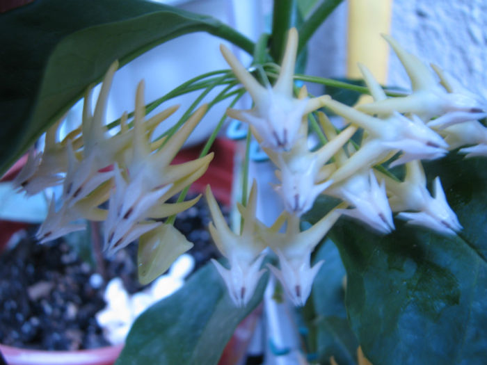 2 - Hoya Multiflora