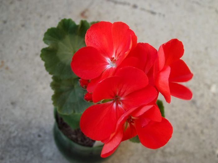 mosaic red mutatie