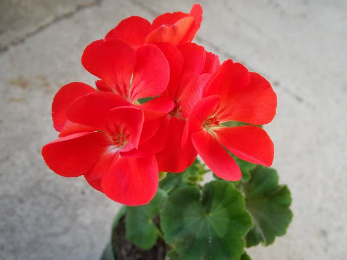mosaic red mutatie 1