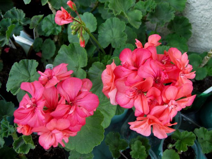 coral pink dublu