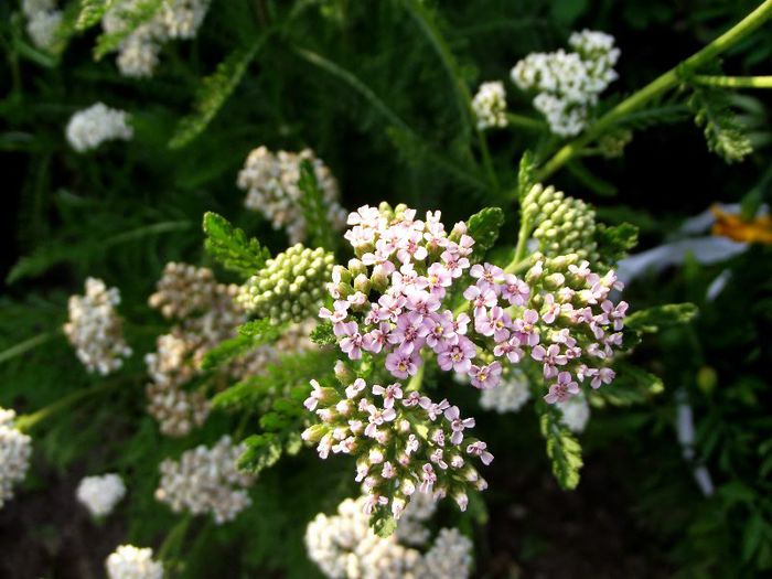 achillea 1 - Flori 2013