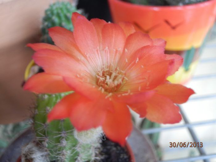 P6302914 - Cactusi-iunie-2013