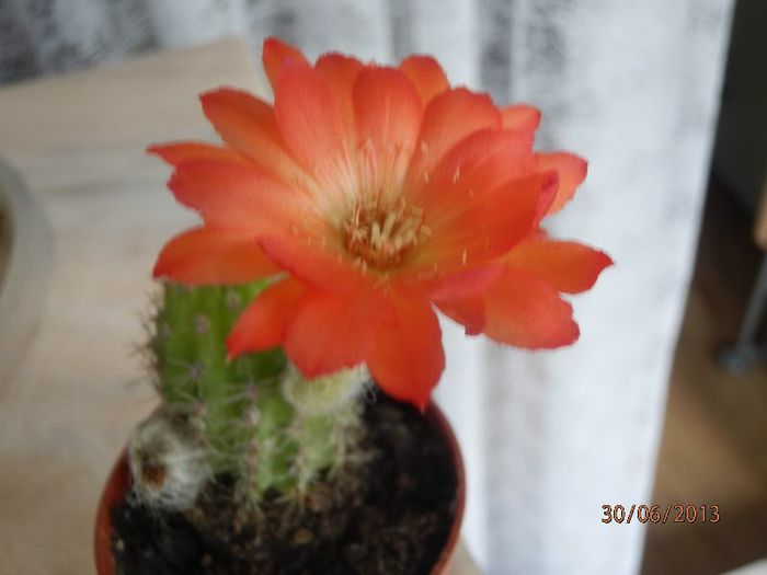 P6302916 - Cactusi-iunie-2013