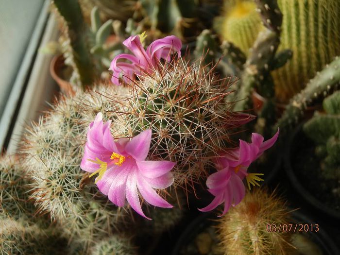P7032925 - Cactusi-iulie-2013