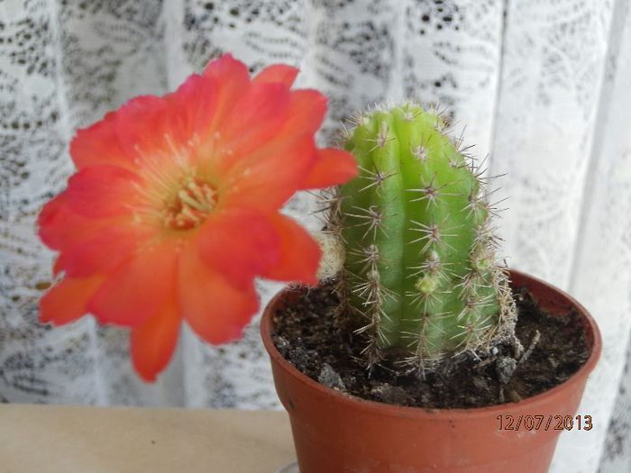 P7122953 - Cactusi-iulie-2013