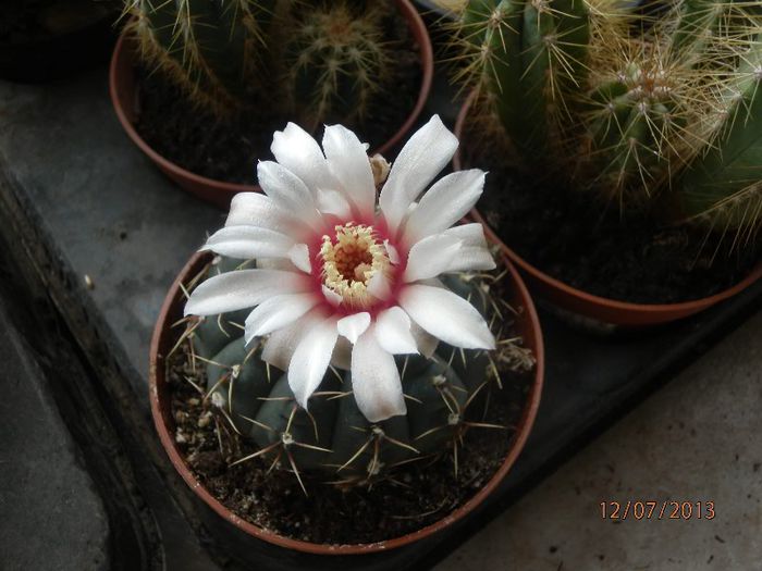 P7122955 - Cactusi-iulie-2013