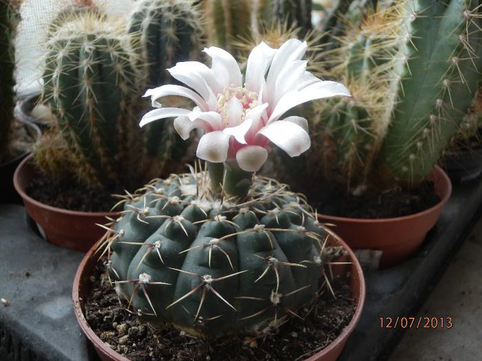 P7122959 - Cactusi-iulie-2013