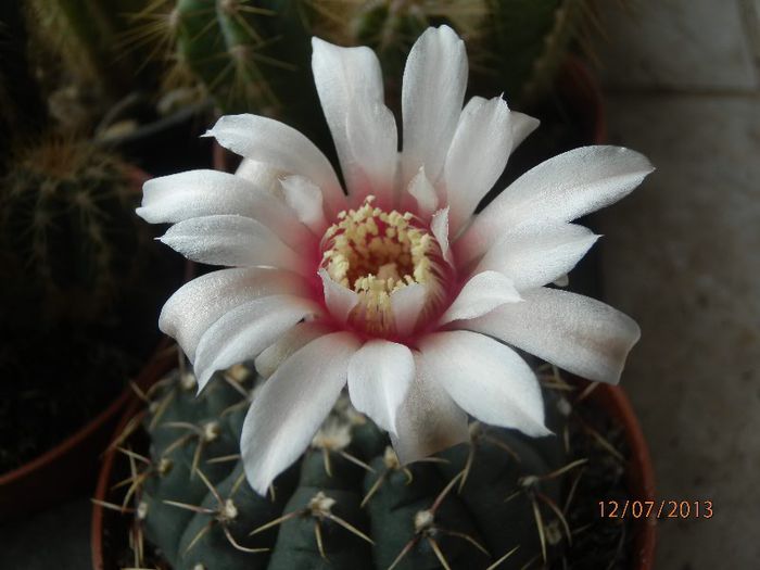P7122960 - Cactusi-iulie-2013