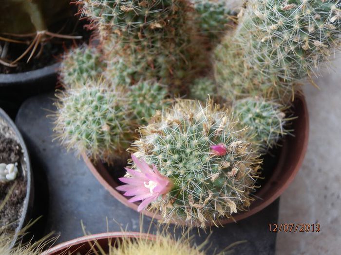 P7122961 - Cactusi-iulie-2013