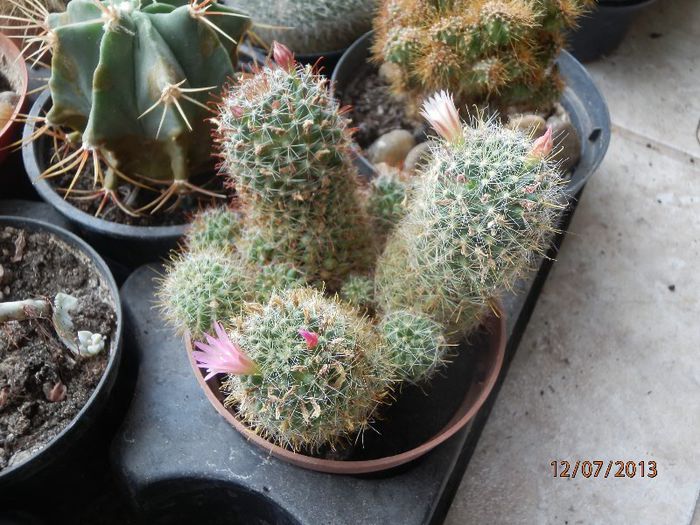 P7122962 - Cactusi-iulie-2013