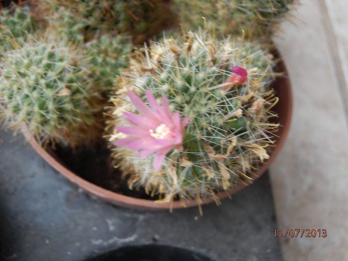 P7122963 - Cactusi-iulie-2013