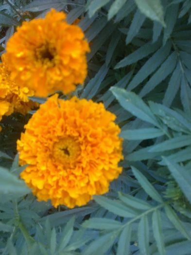craite(tagetes erecta)orange