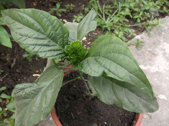 Justitia boboc - Iulie 2013