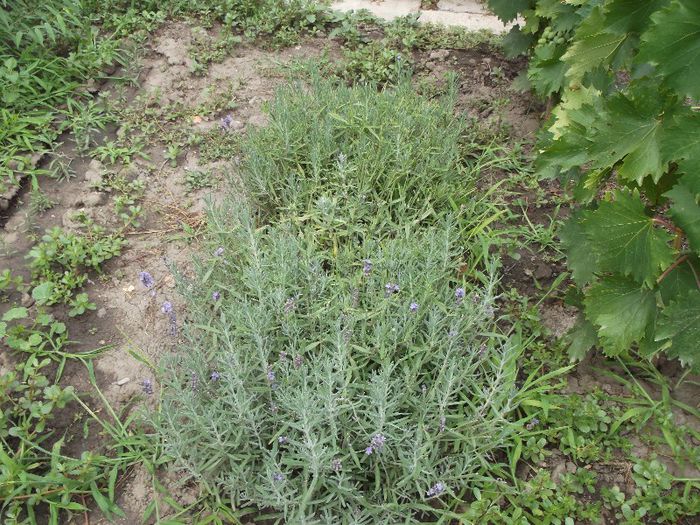 Levantica - Iulie 2013