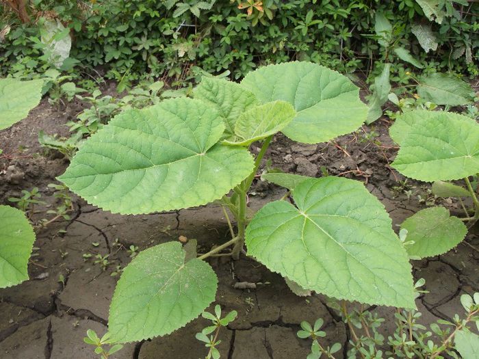 Paulownia - Iulie 2013