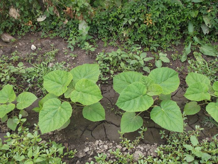 Picture 033 - Iulie 2013