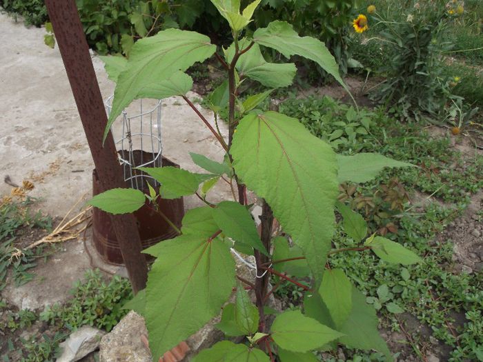 Hibiscus gradina - Iulie 2013