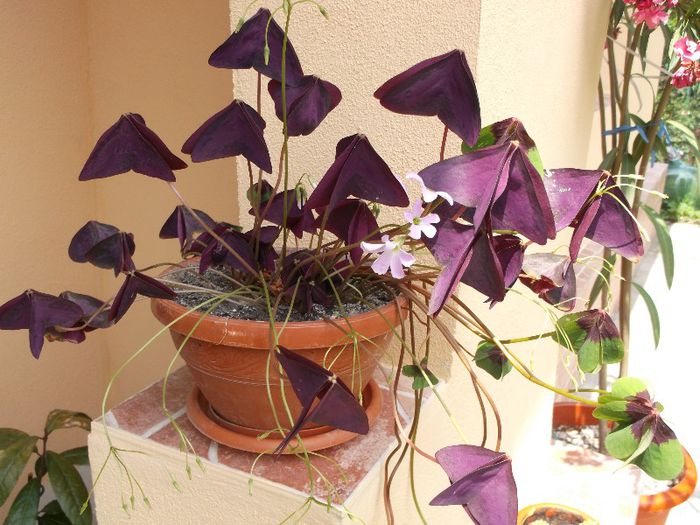 Oxalis - Iulie 2013
