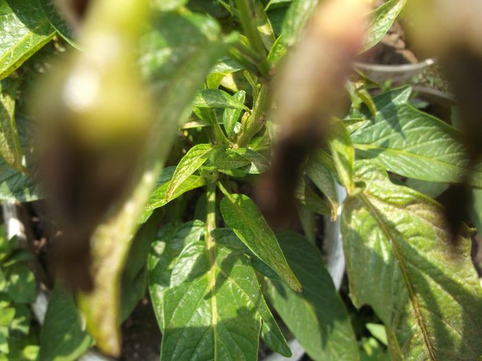 Fructe pepino