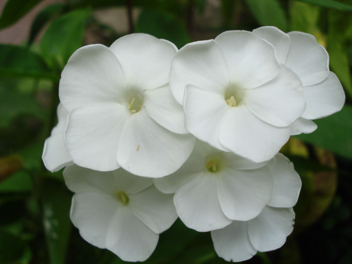 Phlox Paniculata David