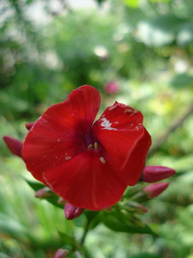 altfel de rosu