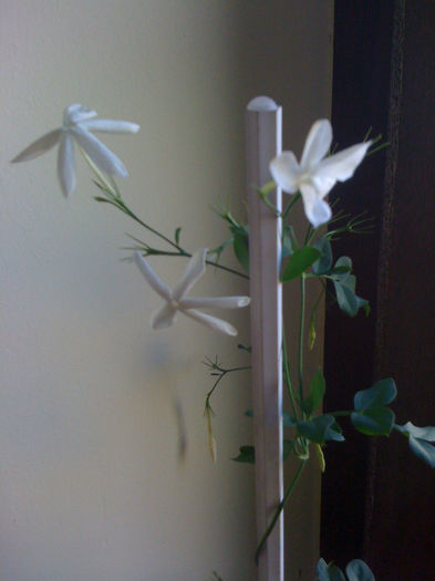 2 - Jasminum Officinale