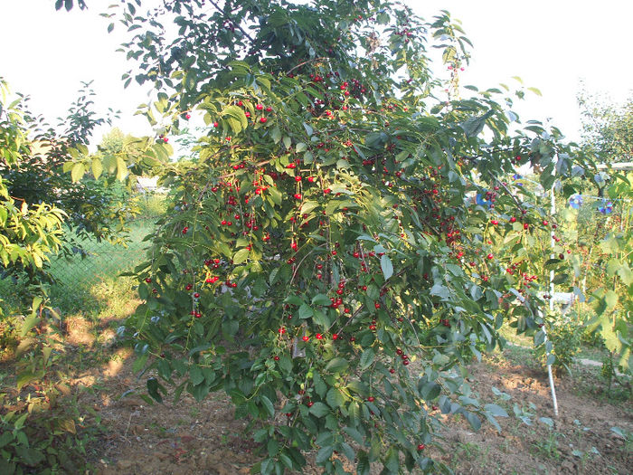 Visin - GRADINA 2013