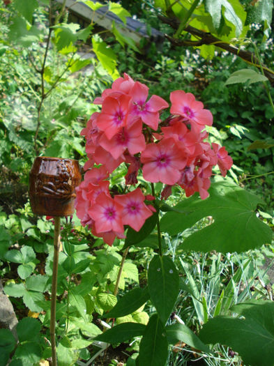 DSC00852