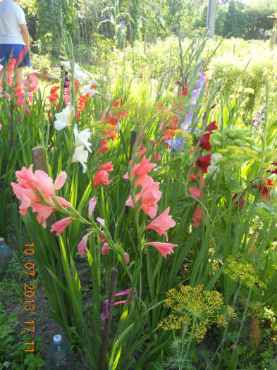 DSCN3708 - Gladiole 2013-2014