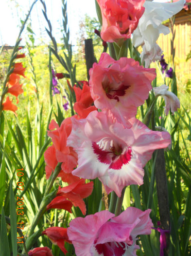 DSCN3711 - Gladiole 2013-2014