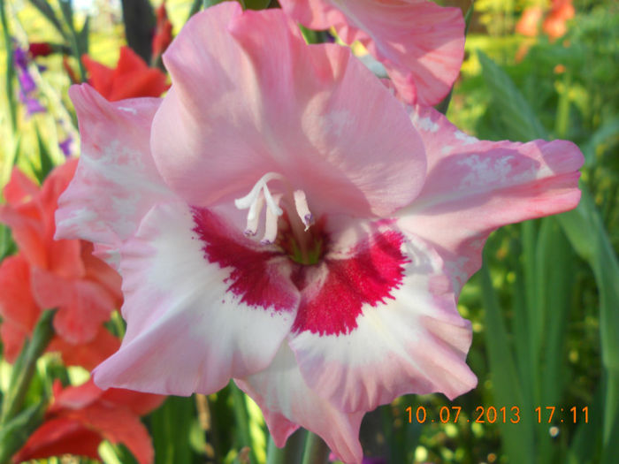 DSCN3712 - Gladiole 2013-2014