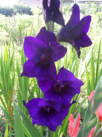 DSCN3713 - Gladiole 2013-2014