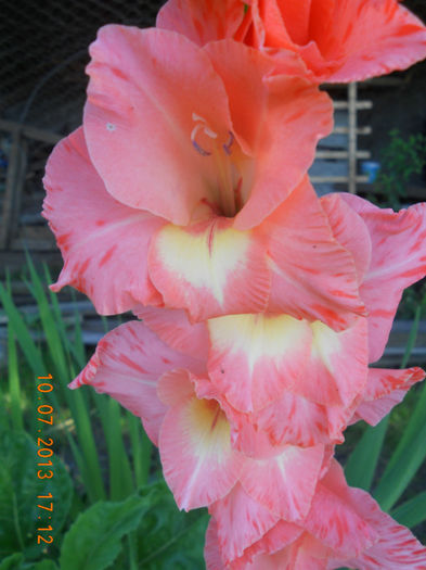 DSCN3714 - Gladiole 2013-2014