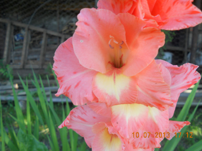 DSCN3715 - Gladiole 2013-2014