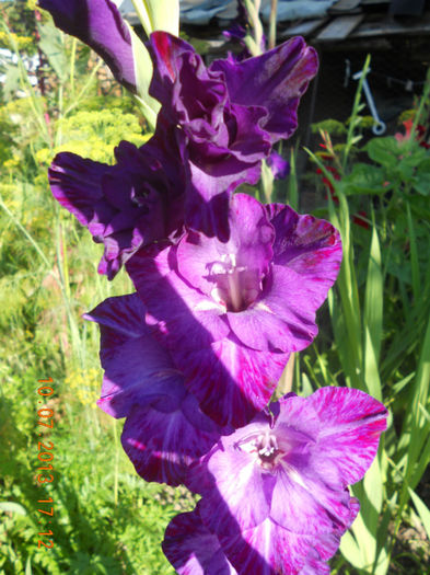 DSCN3716 - Gladiole 2013-2014