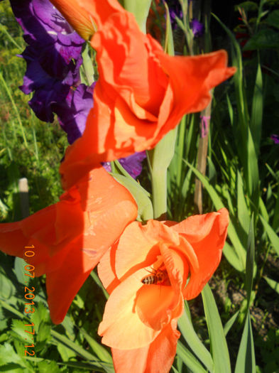 DSCN3718 - Gladiole 2013-2014