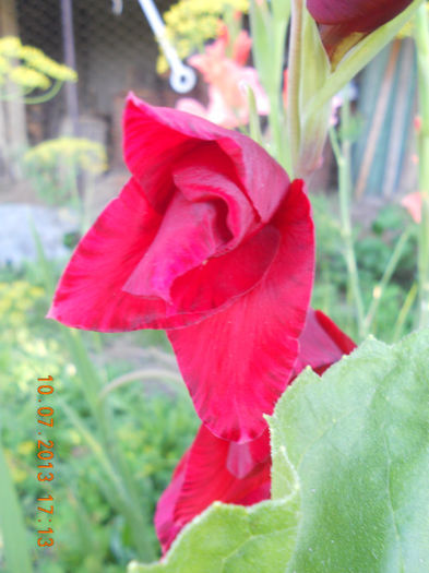 DSCN3720 - Gladiole 2013-2014