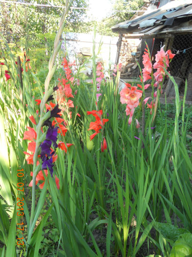 DSCN3721 - Gladiole 2013-2014