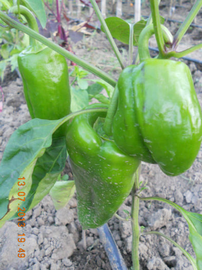 DSCN3791
