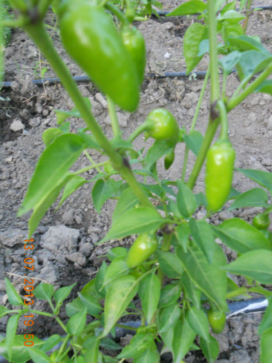 DSCN3793