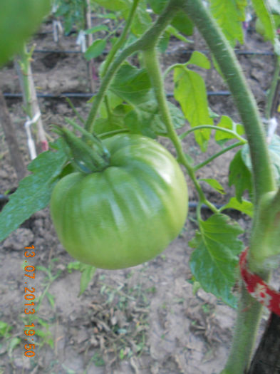 DSCN3795