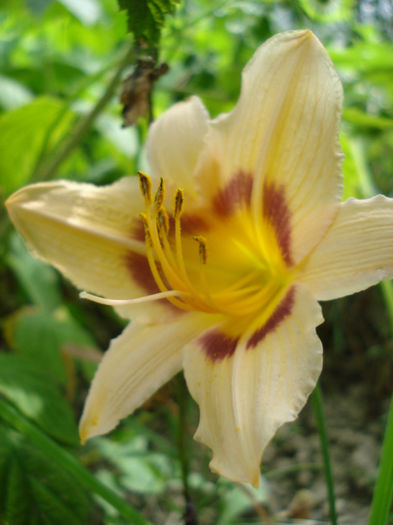 74. Varsity - HEMEROCALLIS