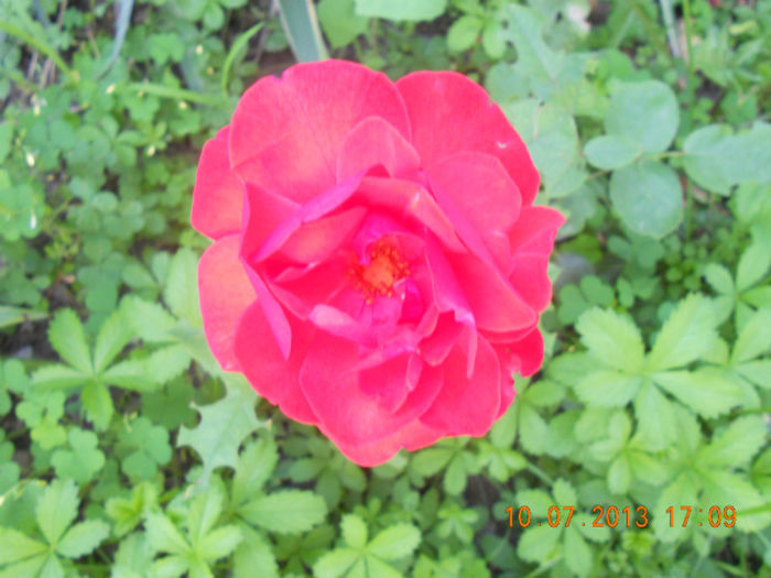 DSCN3707