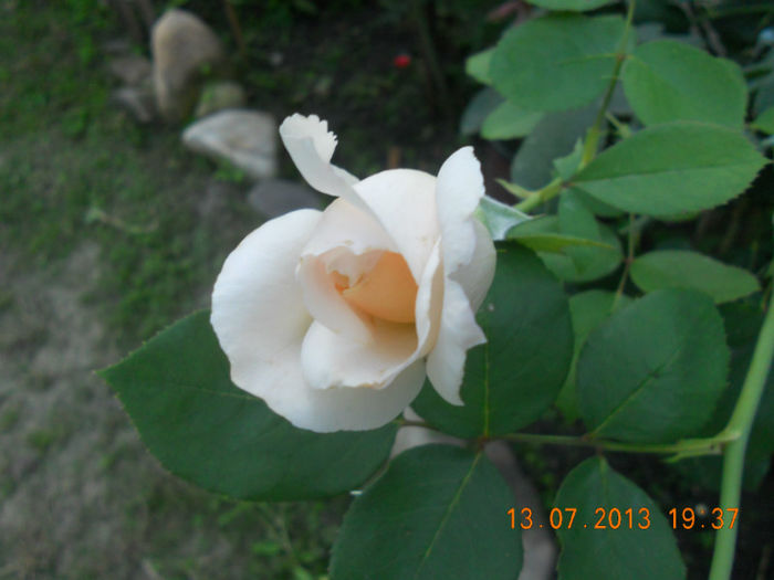 DSCN3752 - Trandafiri 2013