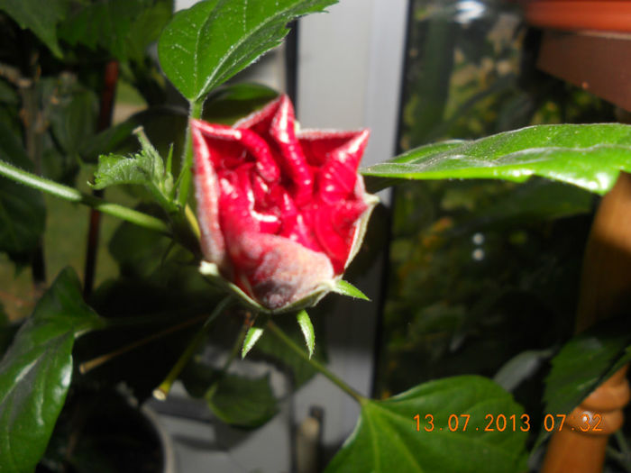 DSCN3751 - Balcon 2012-2013-2014