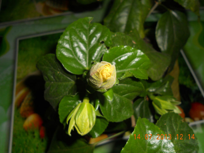 DSCN3821 - Balcon 2012-2013-2014