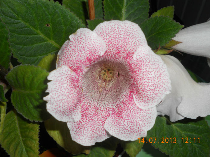 DSCN3818 - Gloxinia 2013-2014