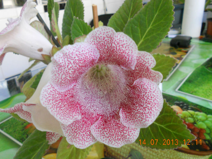 DSCN3819 - Gloxinia 2013-2014