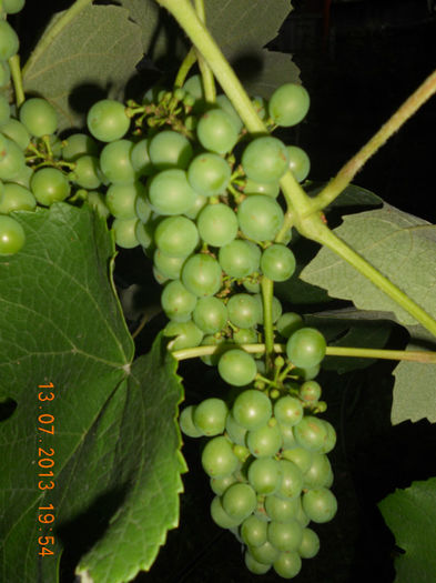 DSCN3811 - Viticultura 2012-2013-2014