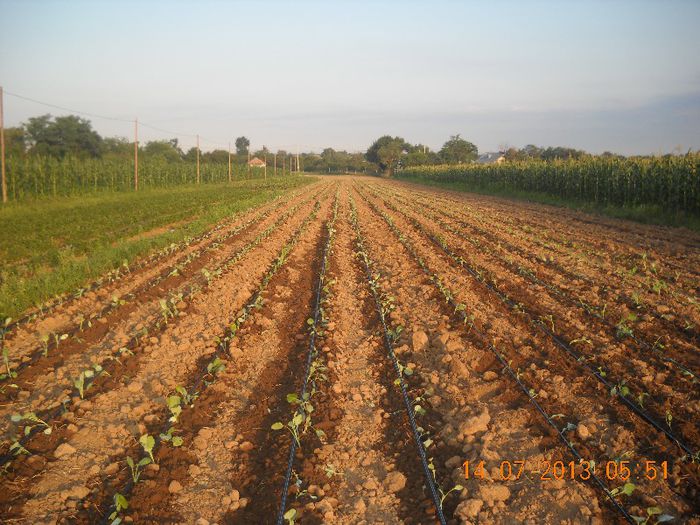 DSCN1549 - gradina 2013